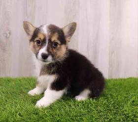 Pembroke Welsh Corgi