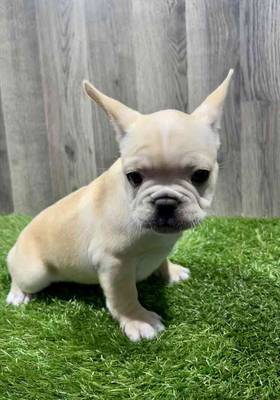French Bulldog