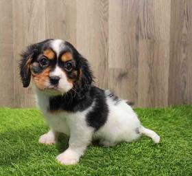 Cavalier King Charles Spaniel