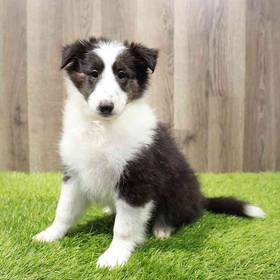 Sheltie