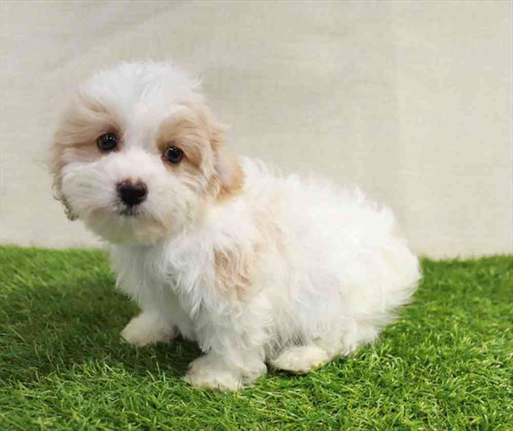 Cavachon