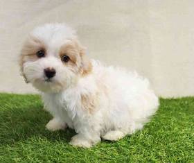 Cavachon