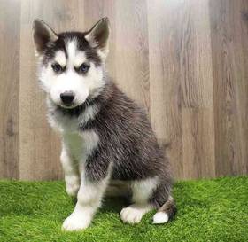 Siberian Husky