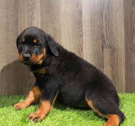 Rottweiler