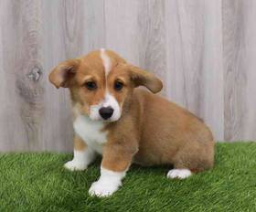 Pembroke Welsh Corgi