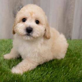 Maltipoo