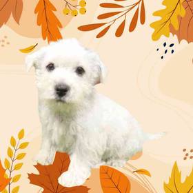 Bichon