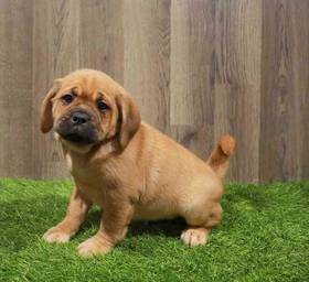 Puggle
