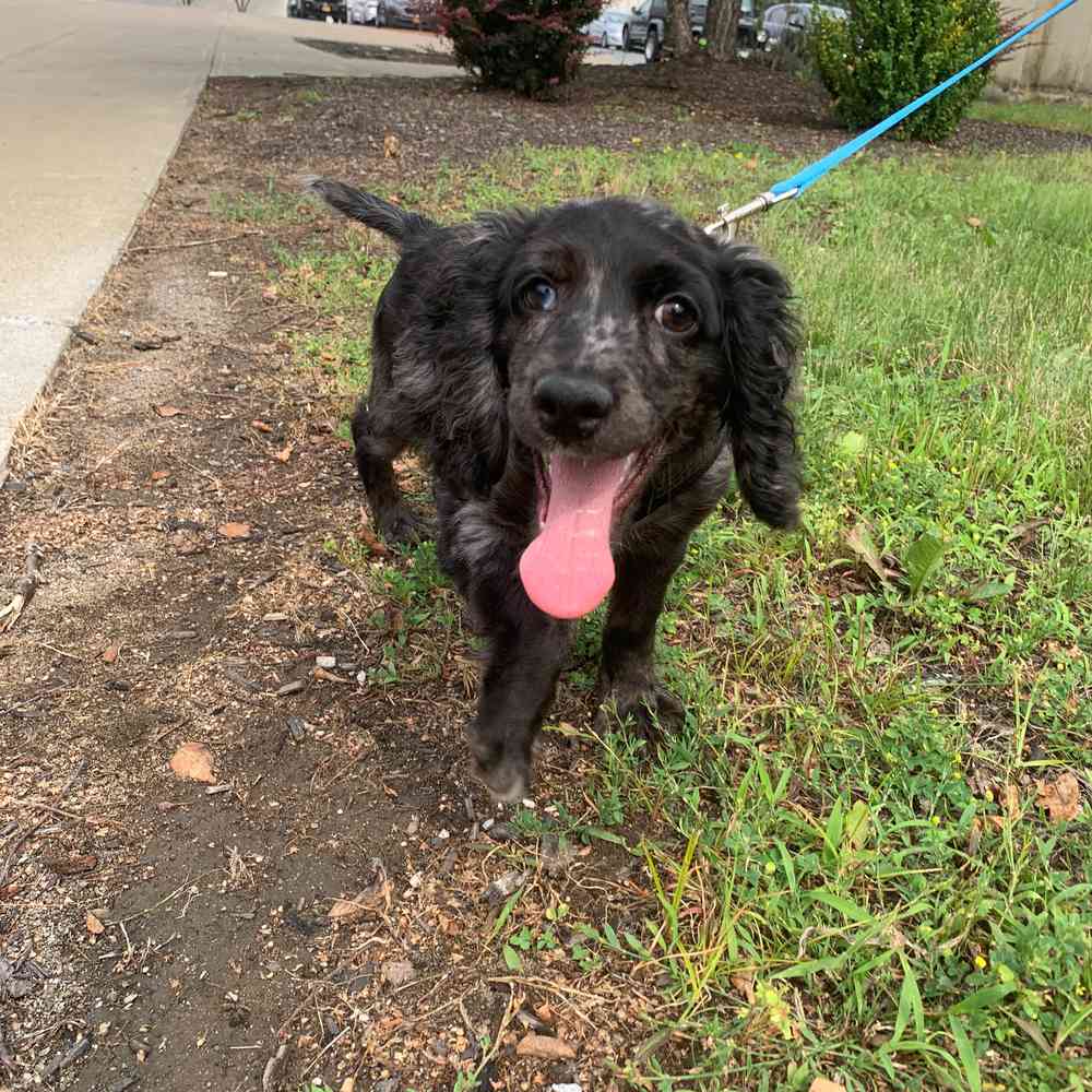 Cocker Spaniel Puppy for sale Pet Zone Queensbury