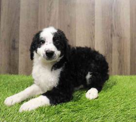 Mini Sheepadoodle