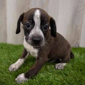Boglen Terrier