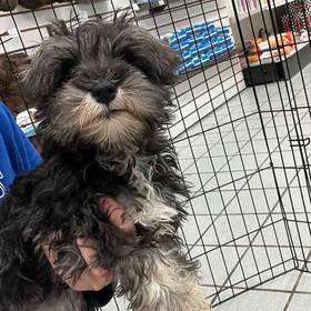 Mini Schnauzer