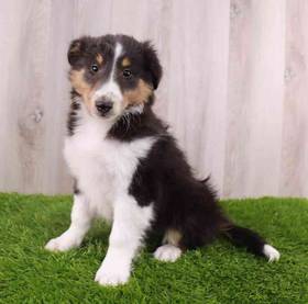 Sheltie