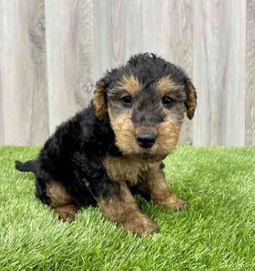 Welsh Terrier