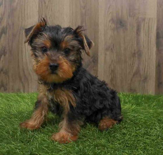 Yorkie Puppy for sale Pet Zone Albany