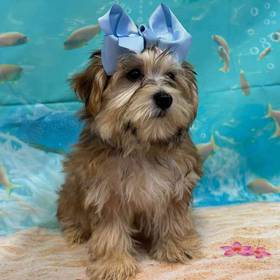 Morkie