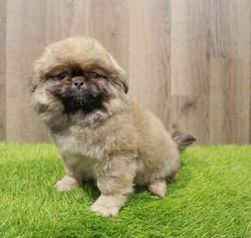 Pekingese