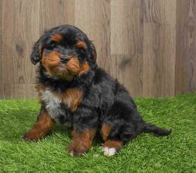 Cavapoo