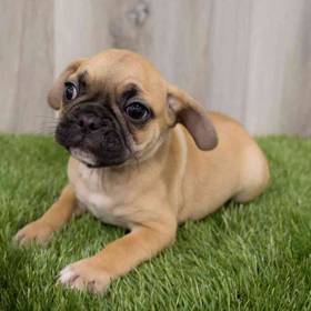French Bulldog/Pug