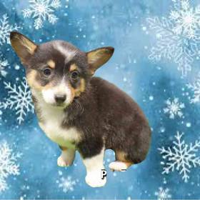 Pembroke Welsh Corgi