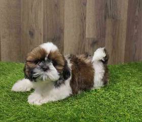 Shih Tzu