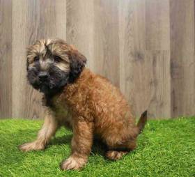 Soft Coated Wheaten Terrier