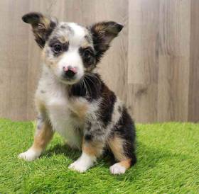 Miniature Australian Shepherd