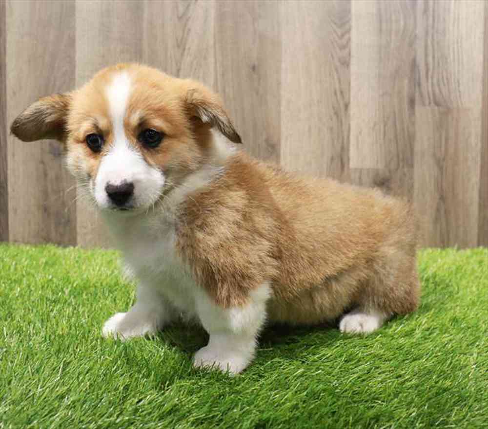 Pembroke Welsh Puppy for sale Pet Zone Watertown