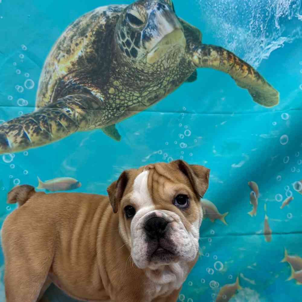 Special Order a Puppy The Pet Zone Stores!