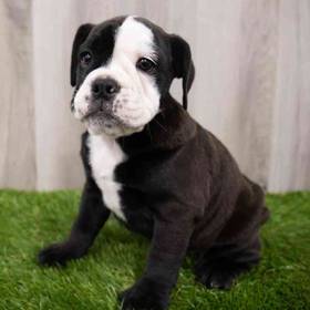 Bulldog