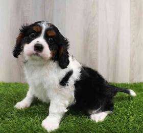 Cavalier King Charles Spaniel