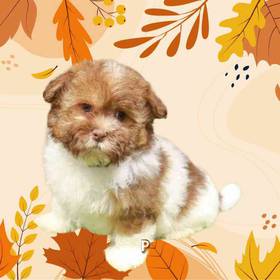 Havanese-Shih Tzu