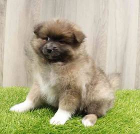 Pomeranian