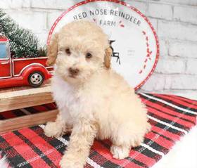 Poodle
