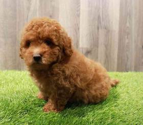 Cavapoo