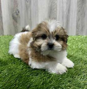 Shih Tzu