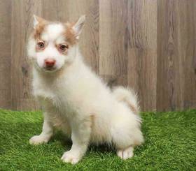 Pomsky