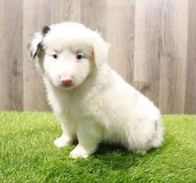 Miniature Australian Shepherd