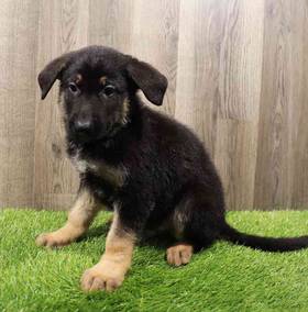 German Shepherd Dog