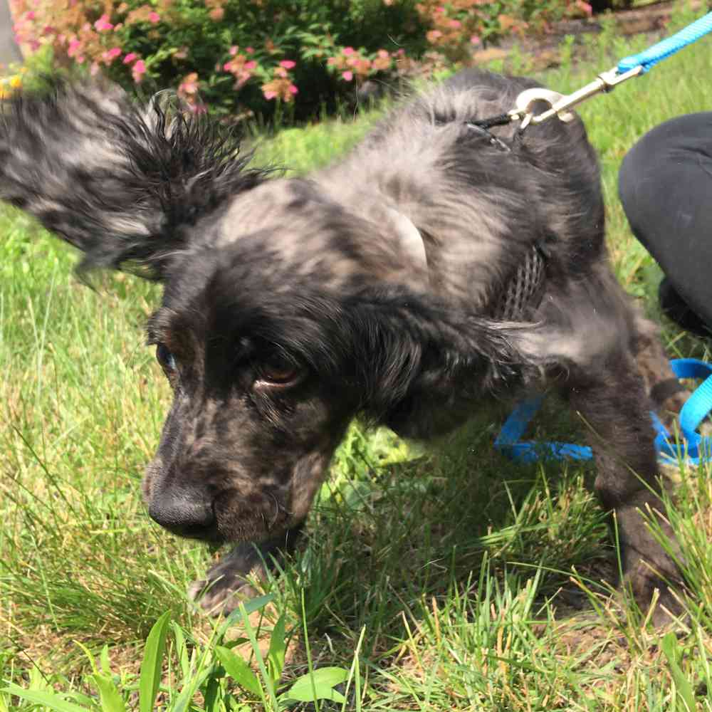 Cocker Spaniel Puppy for sale Pet Zone Queensbury