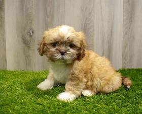 Lhasa Apso