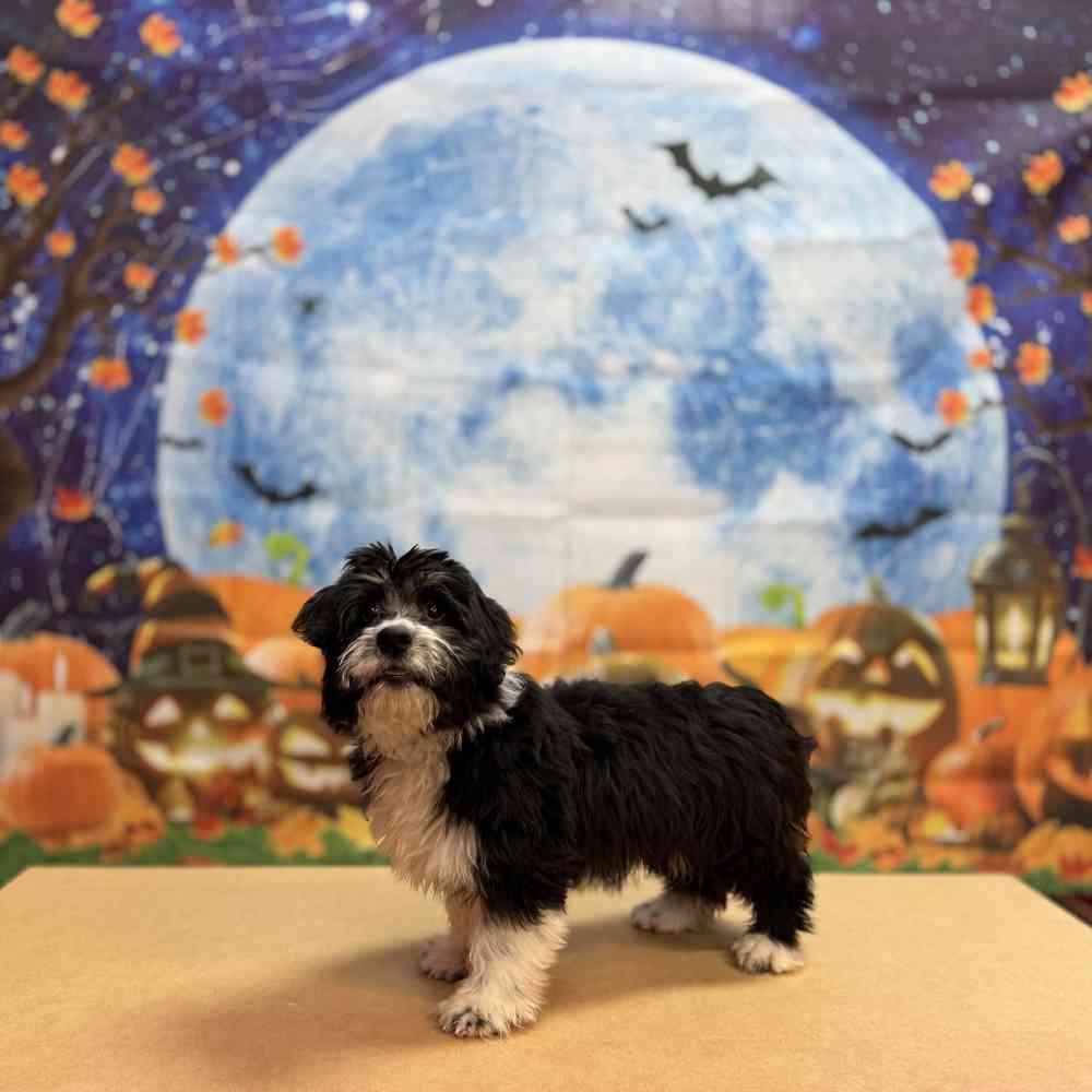 image_cropper_4792DD04-F18E-4AD8-AAD7-148B8668C080-30139-000004869BE363AF.jpg