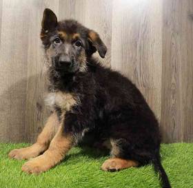 German Shepherd Dog