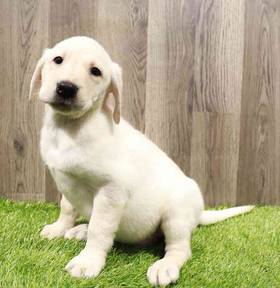 Labrador Retriever