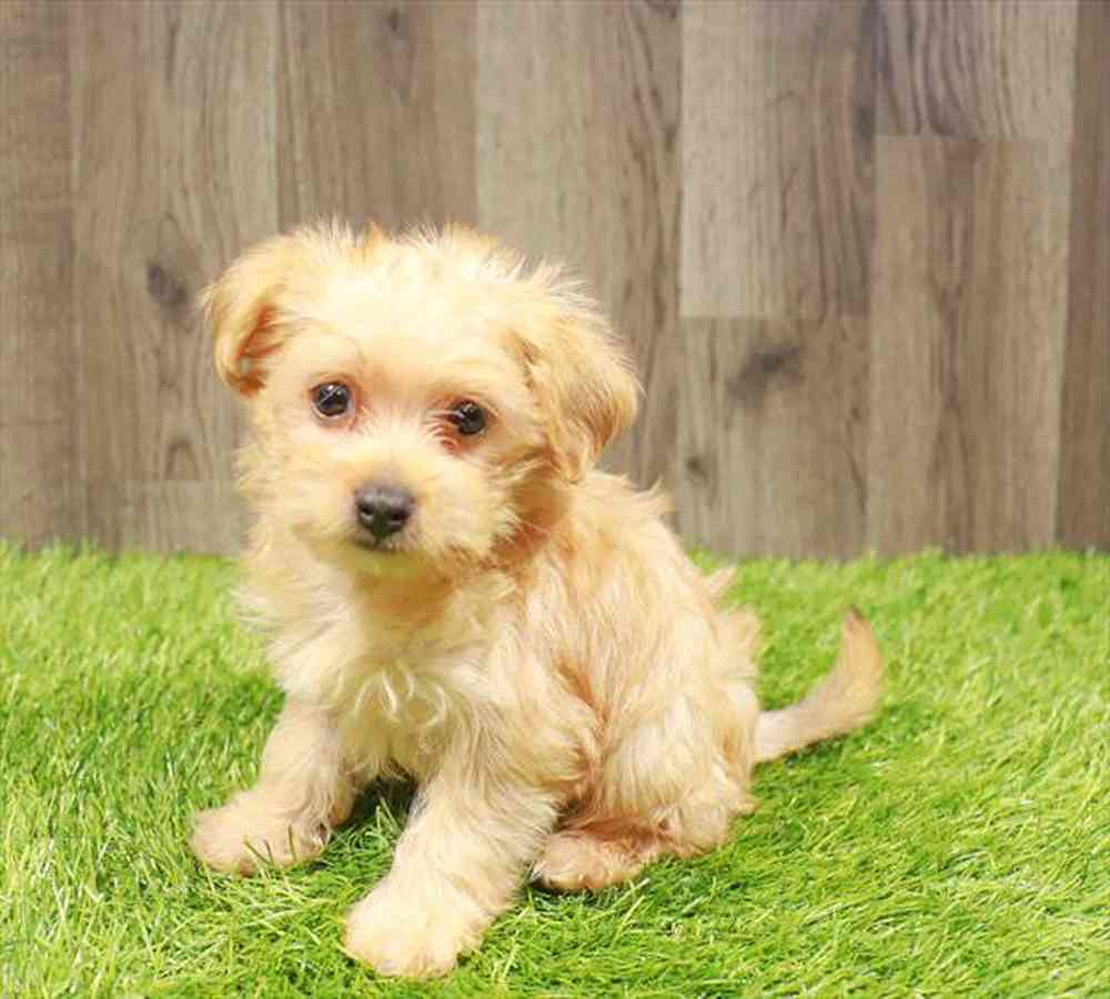 Morkie Puppy for sale Pet Zone Watertown