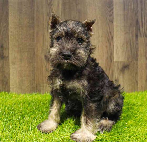 Mini Schnauzer Puppy for sale Pet Zone Albany