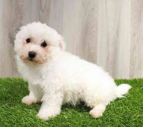 Bichon