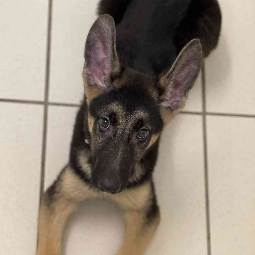 Female German Shepherd Dog Puppy for sale
