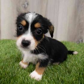 DORKIE