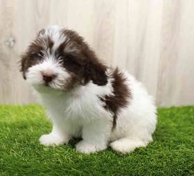 Havanese